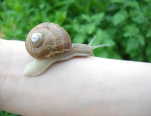 grey garden snail thumbnail
