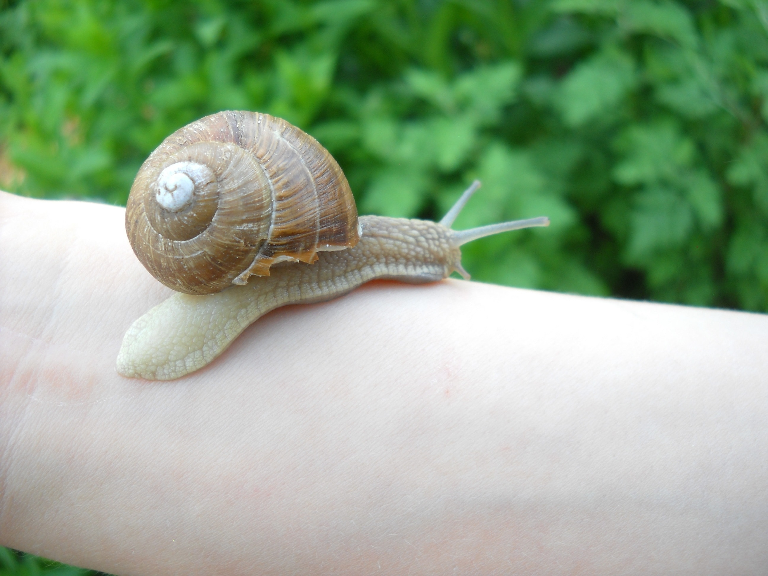 grey garden snail