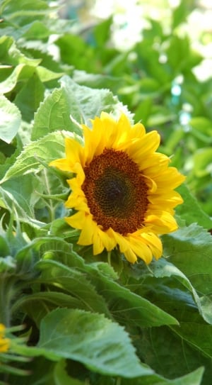 focus photography of sunflower thumbnail