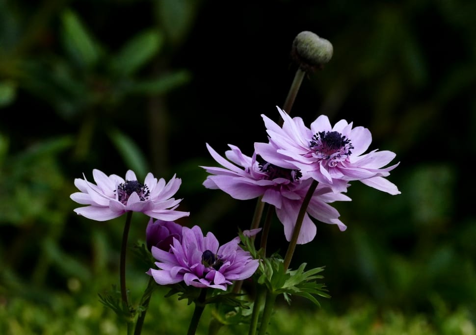Purple Single Anemone with Black Eye preview