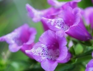 Nature, Flower, Spring, Purple, Floral, flower, purple thumbnail
