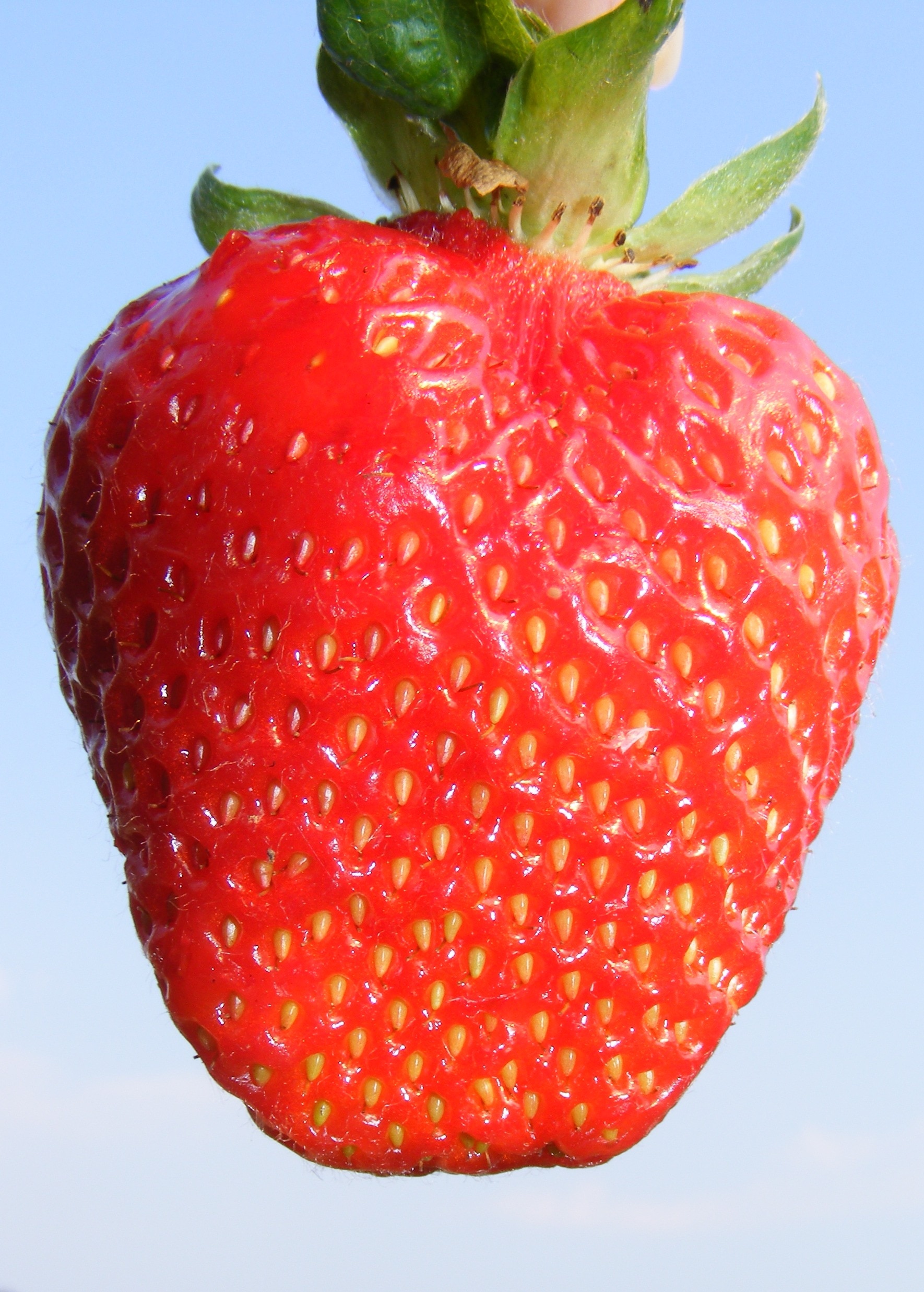 Strawberry, Girl, Sky, Blue, Fresh, Hand, red, fruit