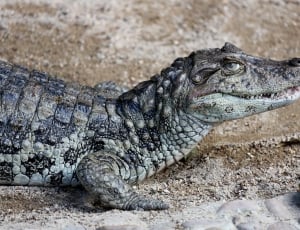 crocodile near black turtle thumbnail