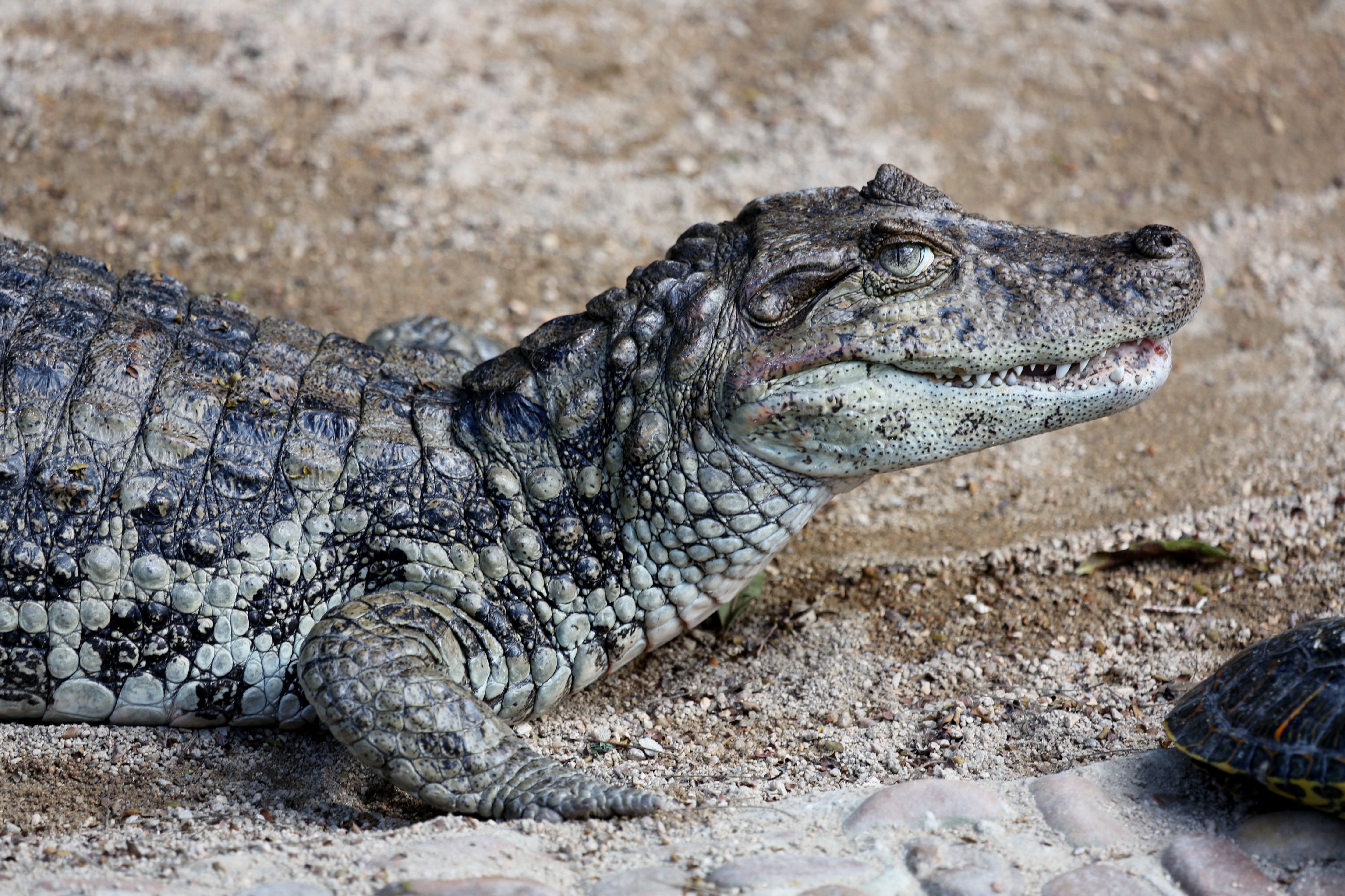 crocodile near black turtle
