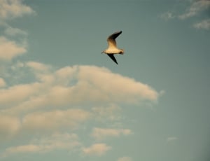 olive gull flying under white and blue sky during day time thumbnail
