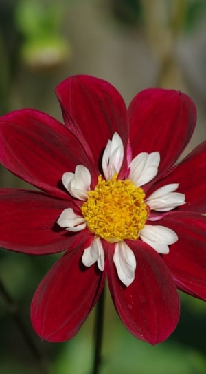 red white and yellow flower thumbnail