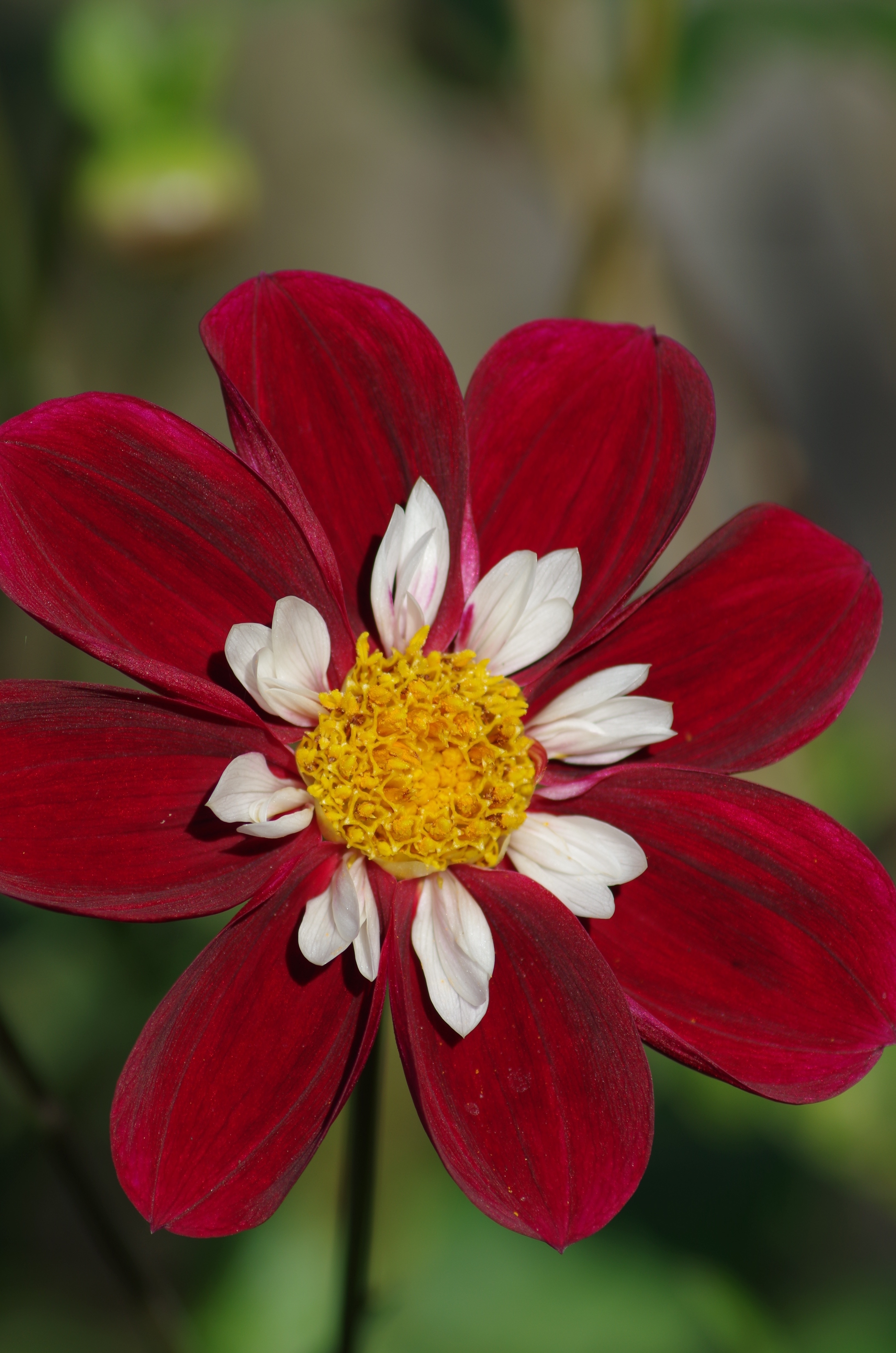 red white and yellow flower