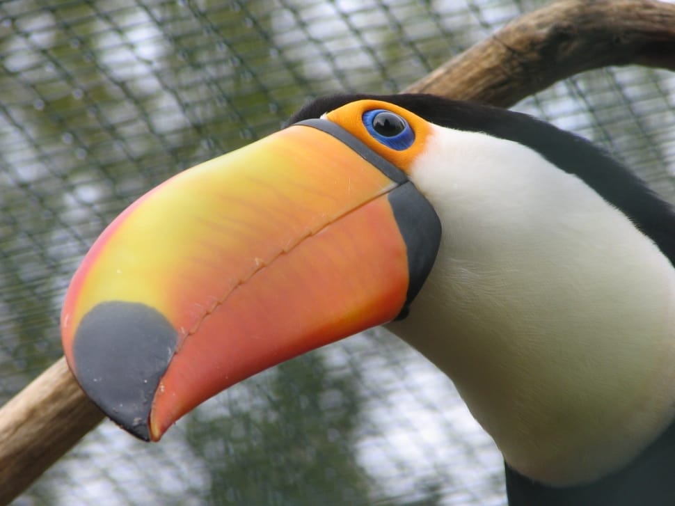 Bill, Colorful, Close, Toucan, Bird, one animal, bird preview