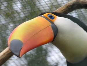 Bill, Colorful, Close, Toucan, Bird, one animal, bird thumbnail