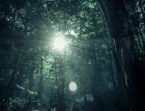 sun rays on forest during daytime thumbnail