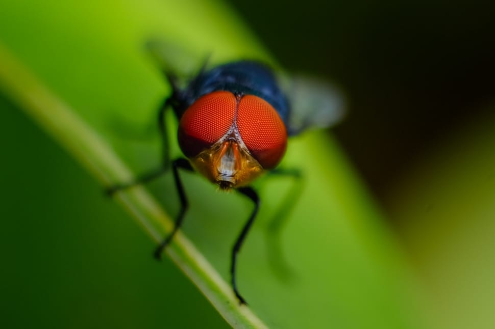 blue fruit fly preview