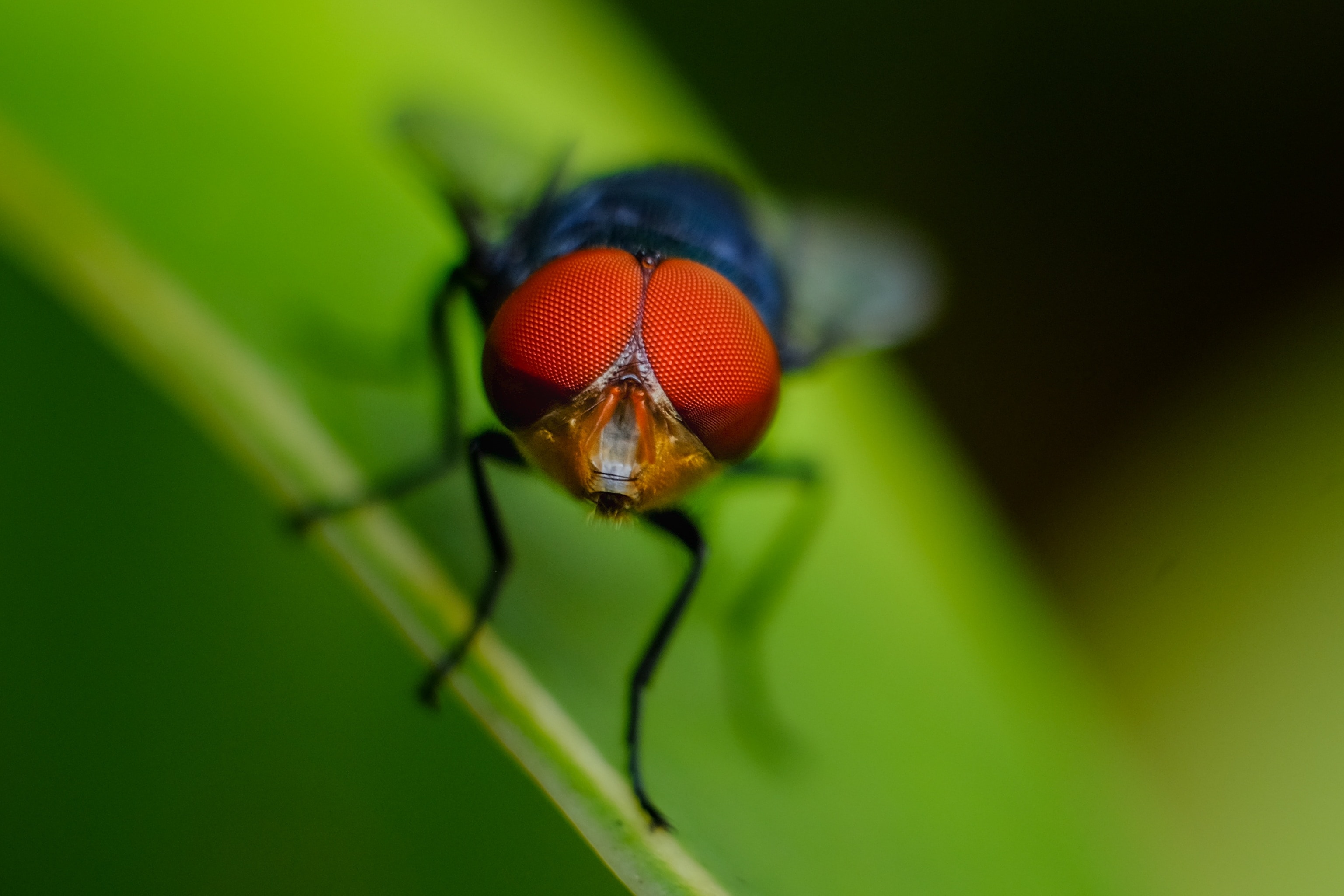 blue fruit fly