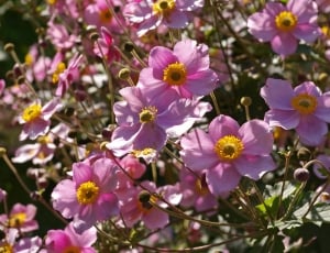 pink and yellow petaled flower lot thumbnail