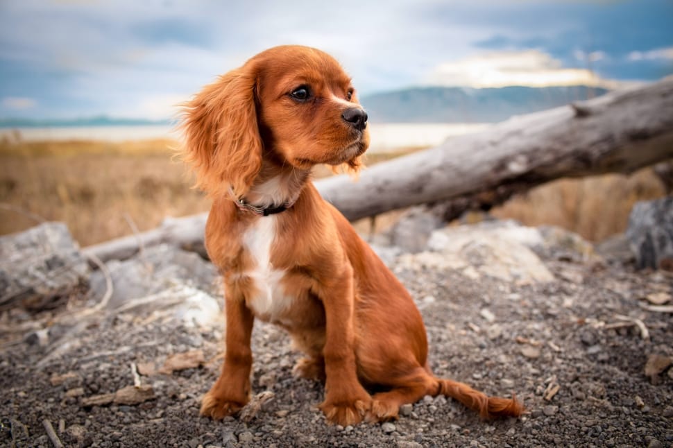 ruby cavalier king charles spaniel preview