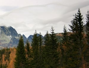 fault block mountain with pine trees thumbnail