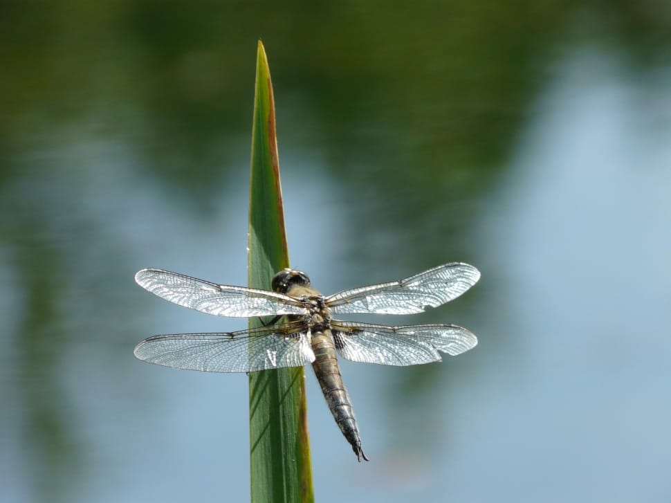 Fly, Green, Summer, Insect, Dragonfly, one animal, close-up preview