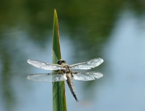 Fly, Green, Summer, Insect, Dragonfly, one animal, close-up thumbnail