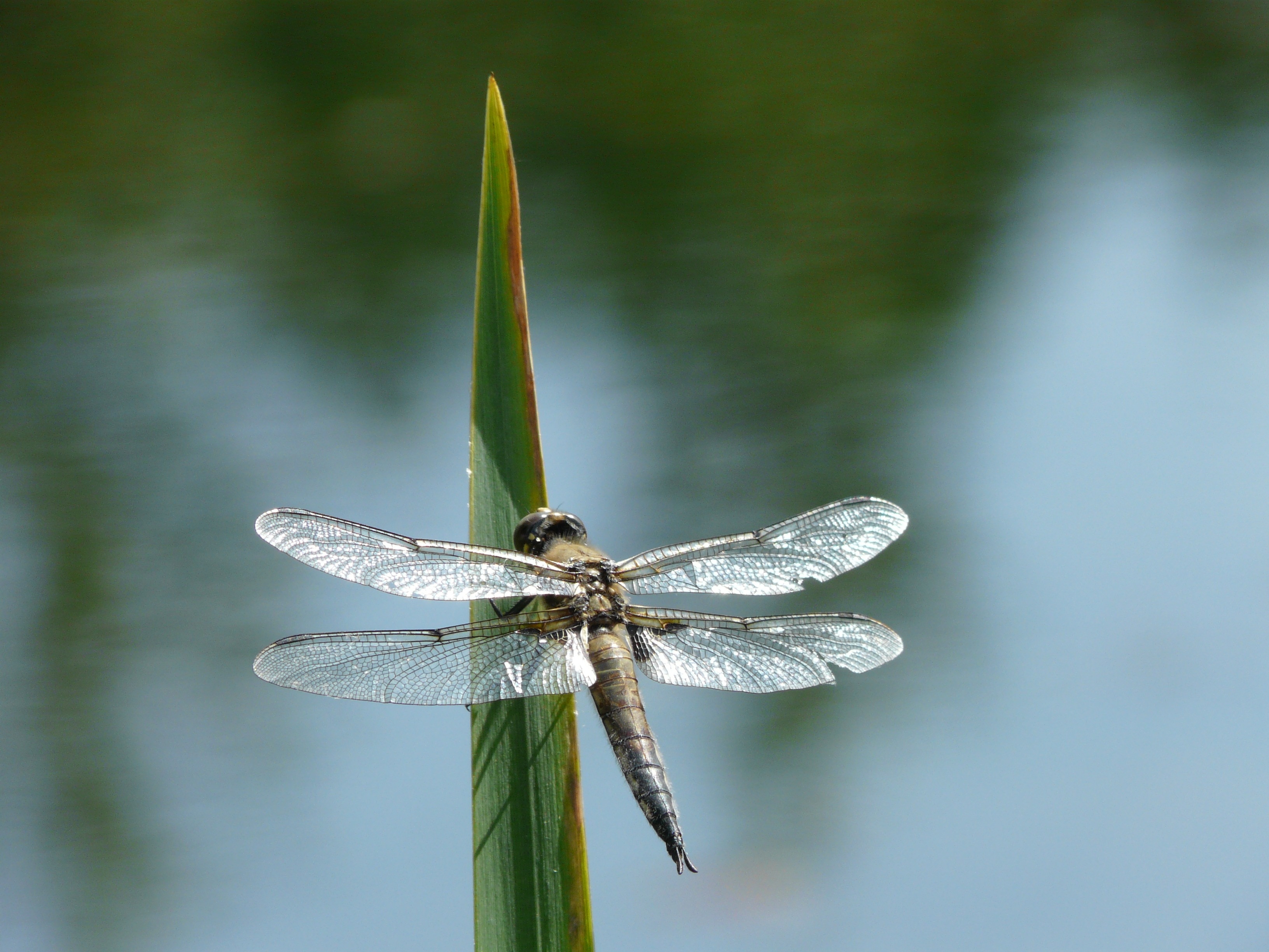 Fly, Green, Summer, Insect, Dragonfly, one animal, close-up