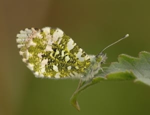 Green, Butterfly, Spring, Wildlife, one animal, animal themes thumbnail
