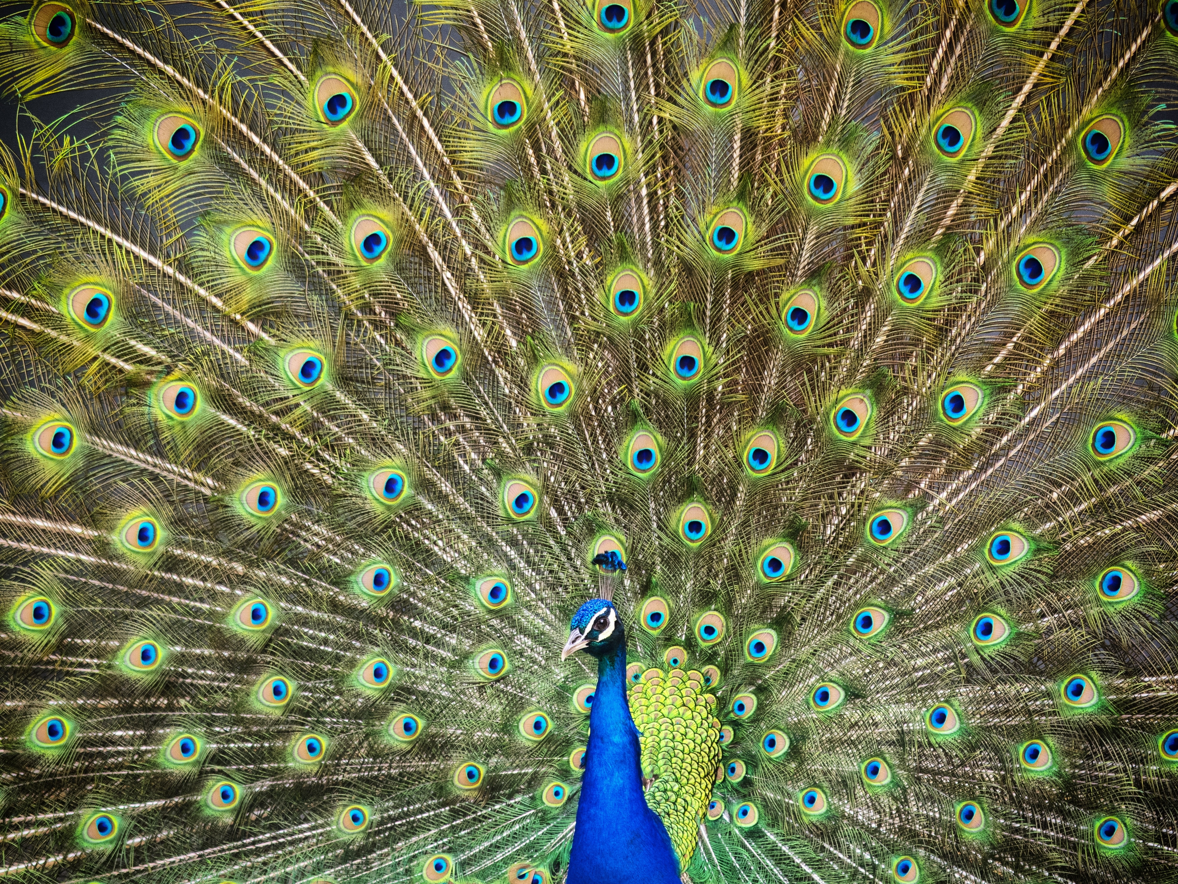 blue and yellow peacock