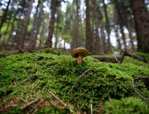 Mushroom, Forest, Moss, Tube Mushroom, one animal, animal themes thumbnail