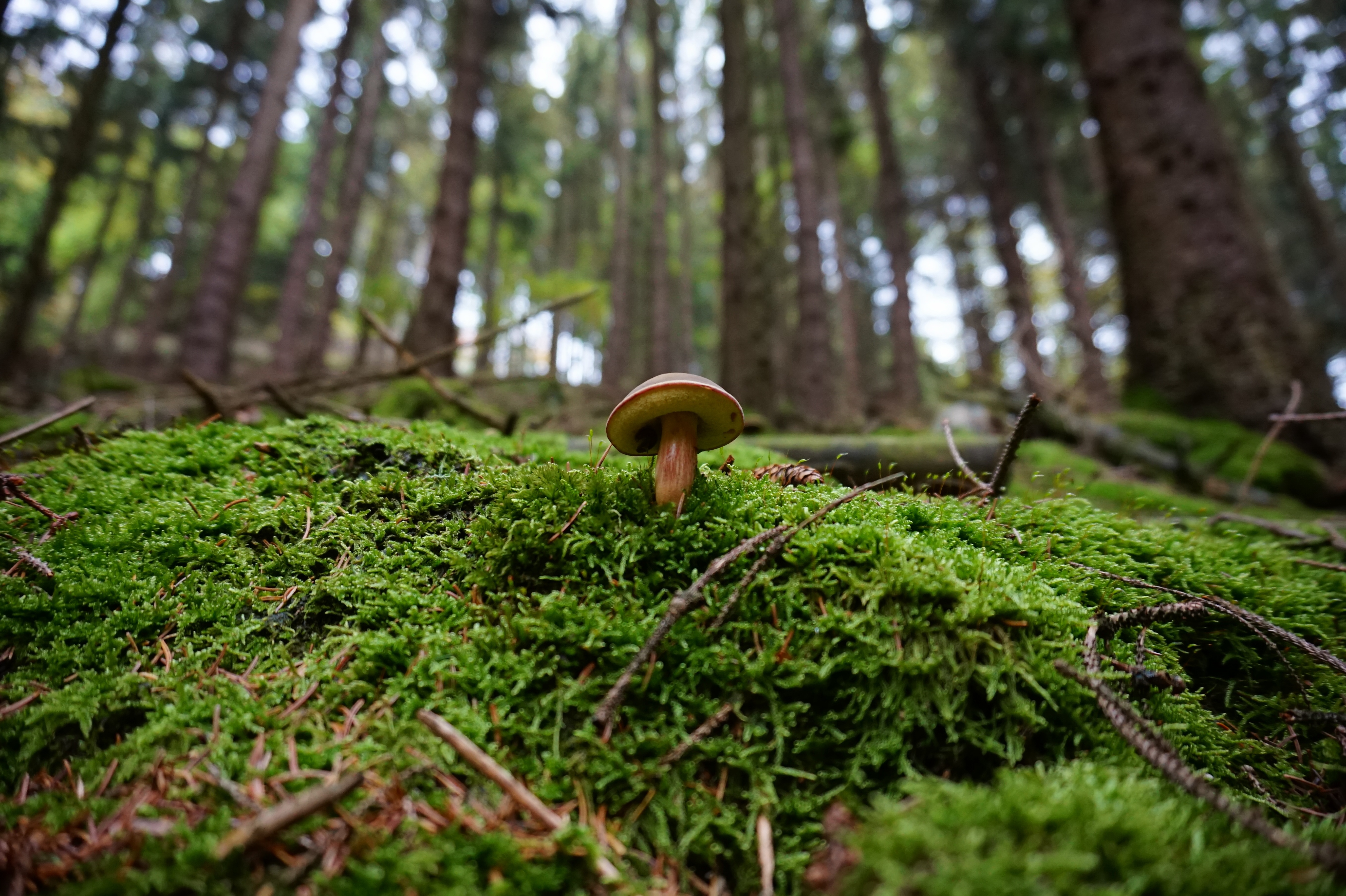Mushroom, Forest, Moss, Tube Mushroom, one animal, animal themes