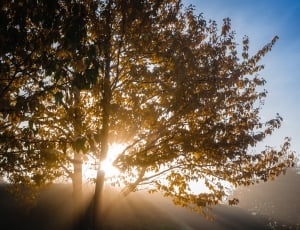 sun light passing through brown leaf tree thumbnail
