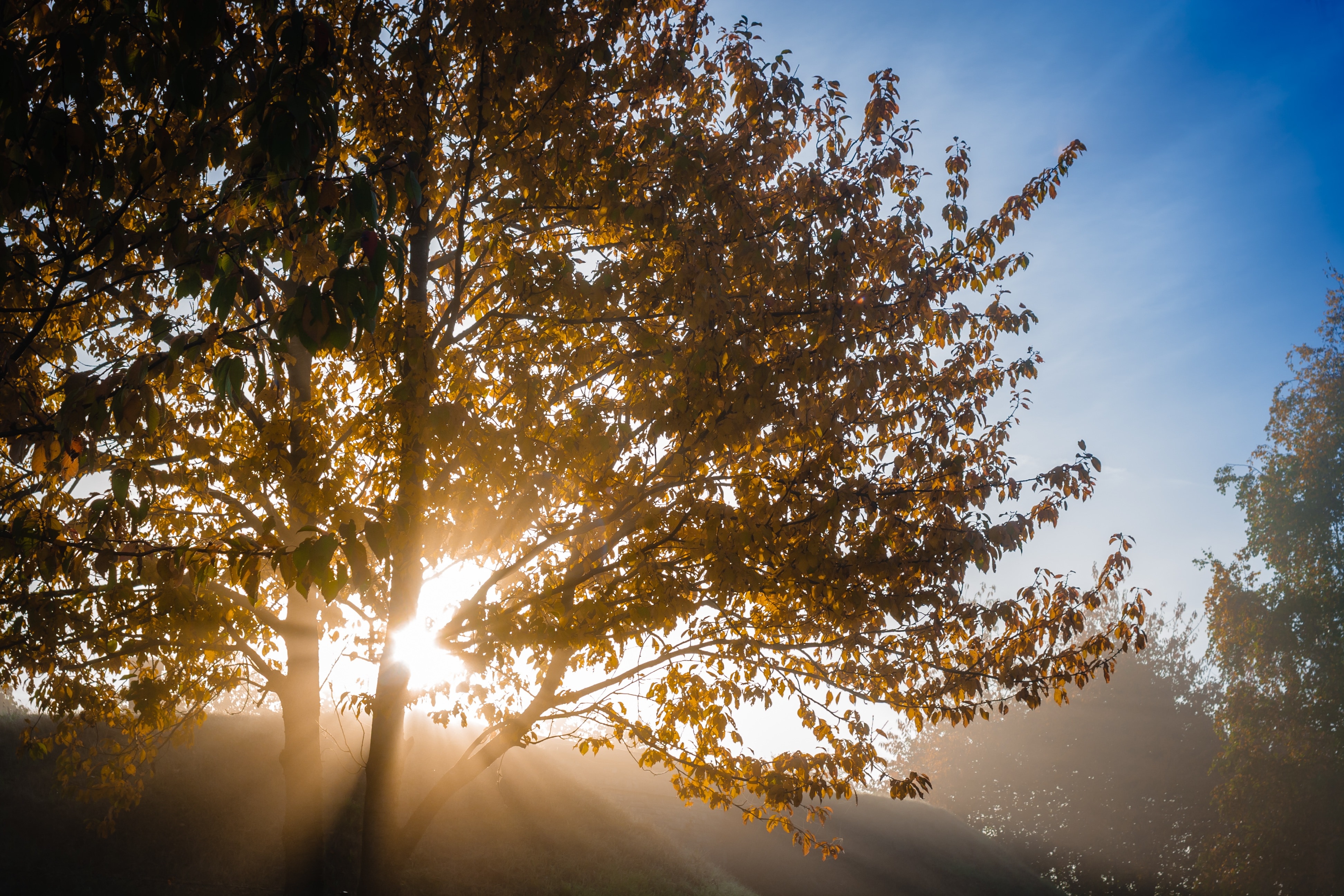 sun light passing through brown leaf tree