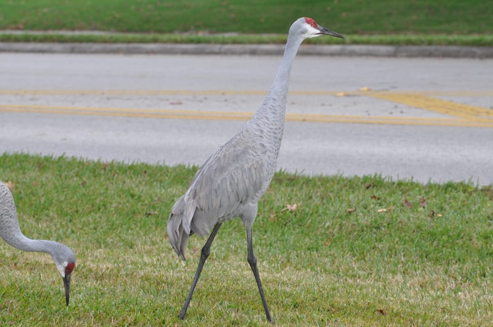 grey long necked long beak bird preview