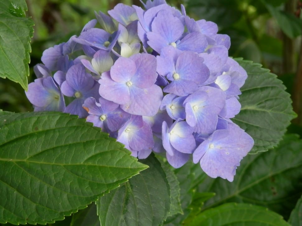 Violet, Purple, Flowrs, Hydrangea, Blue, flower, leaf preview