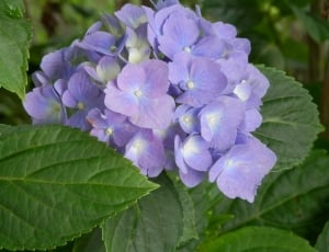 Violet, Purple, Flowrs, Hydrangea, Blue, flower, leaf thumbnail