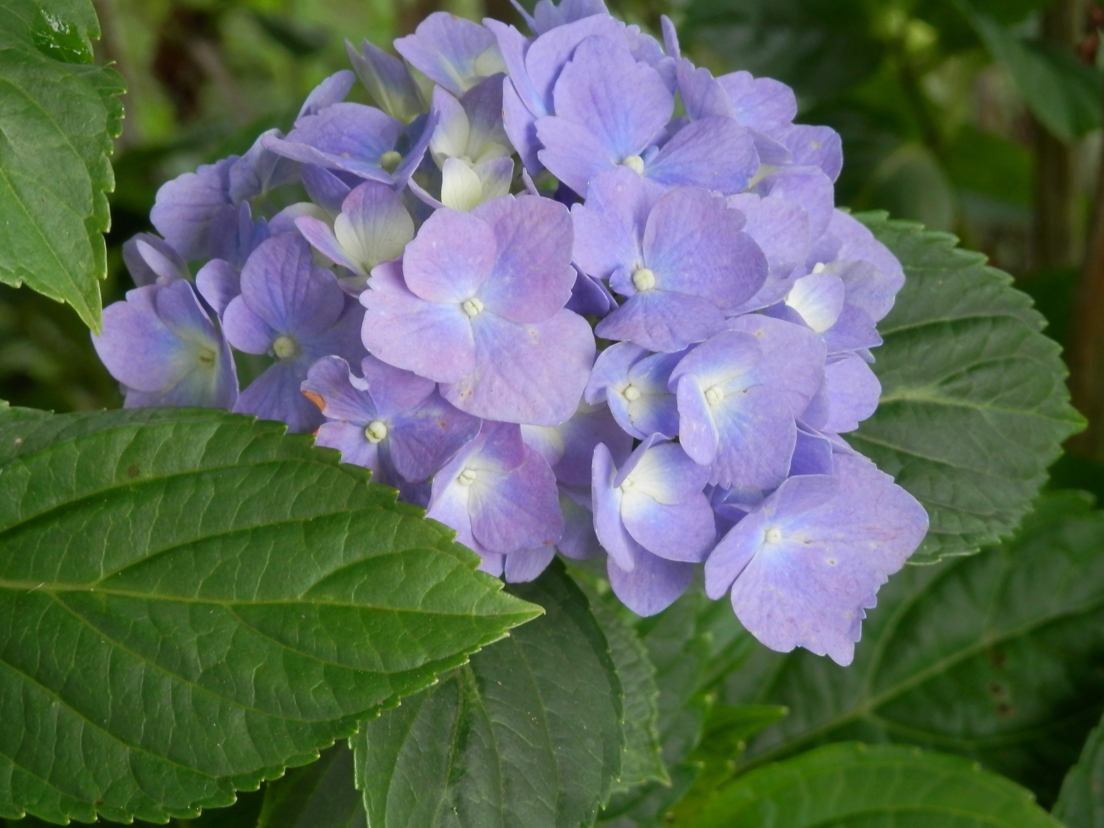 Violet, Purple, Flowrs, Hydrangea, Blue, flower, leaf