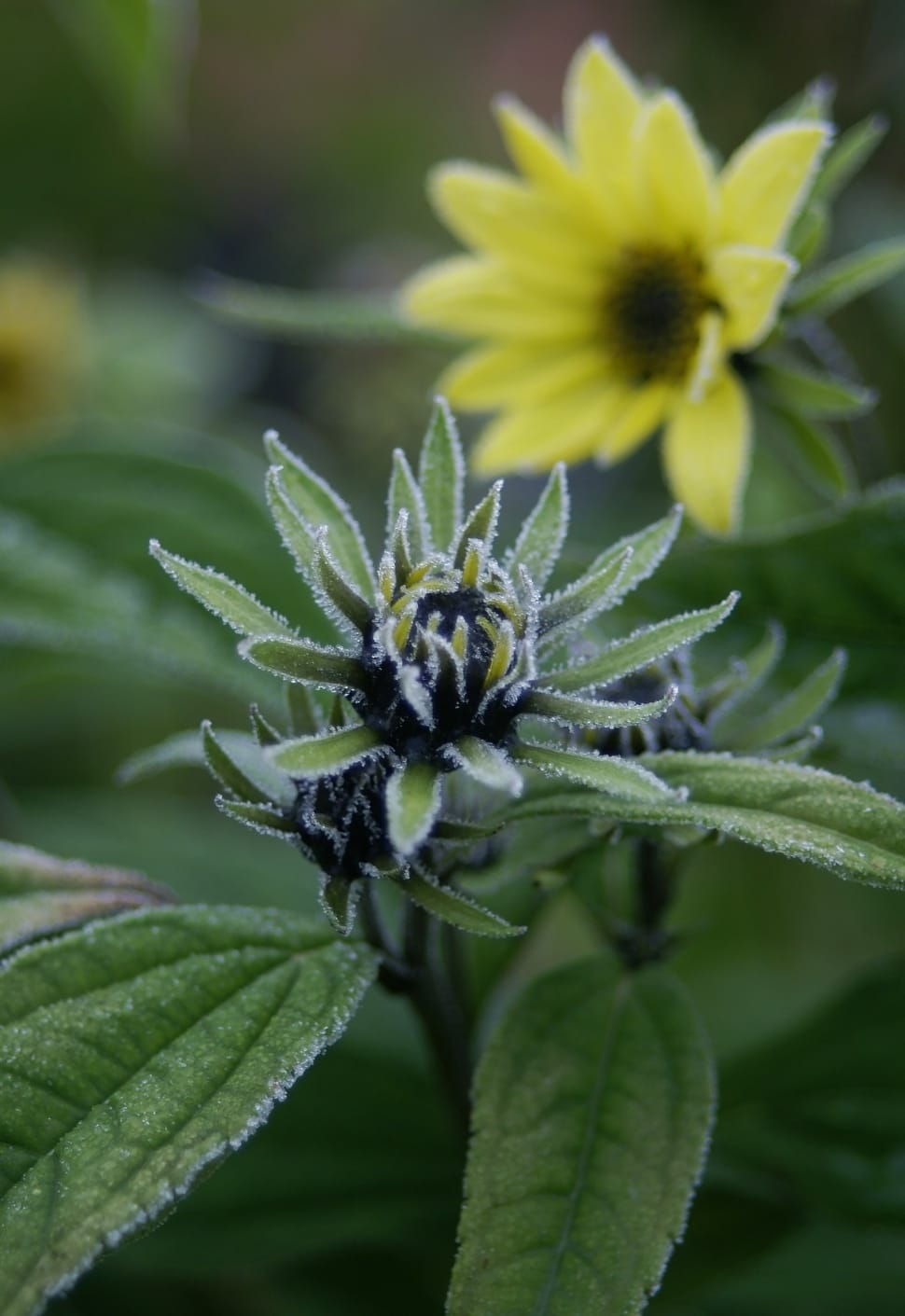 Sunflower, Flower, Winter, Frost, Plant, leaf, plant preview