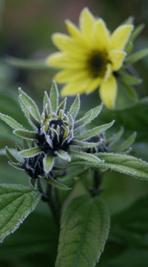 Sunflower, Flower, Winter, Frost, Plant, leaf, plant thumbnail