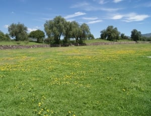 green grass field with yellow petaled flowers thumbnail