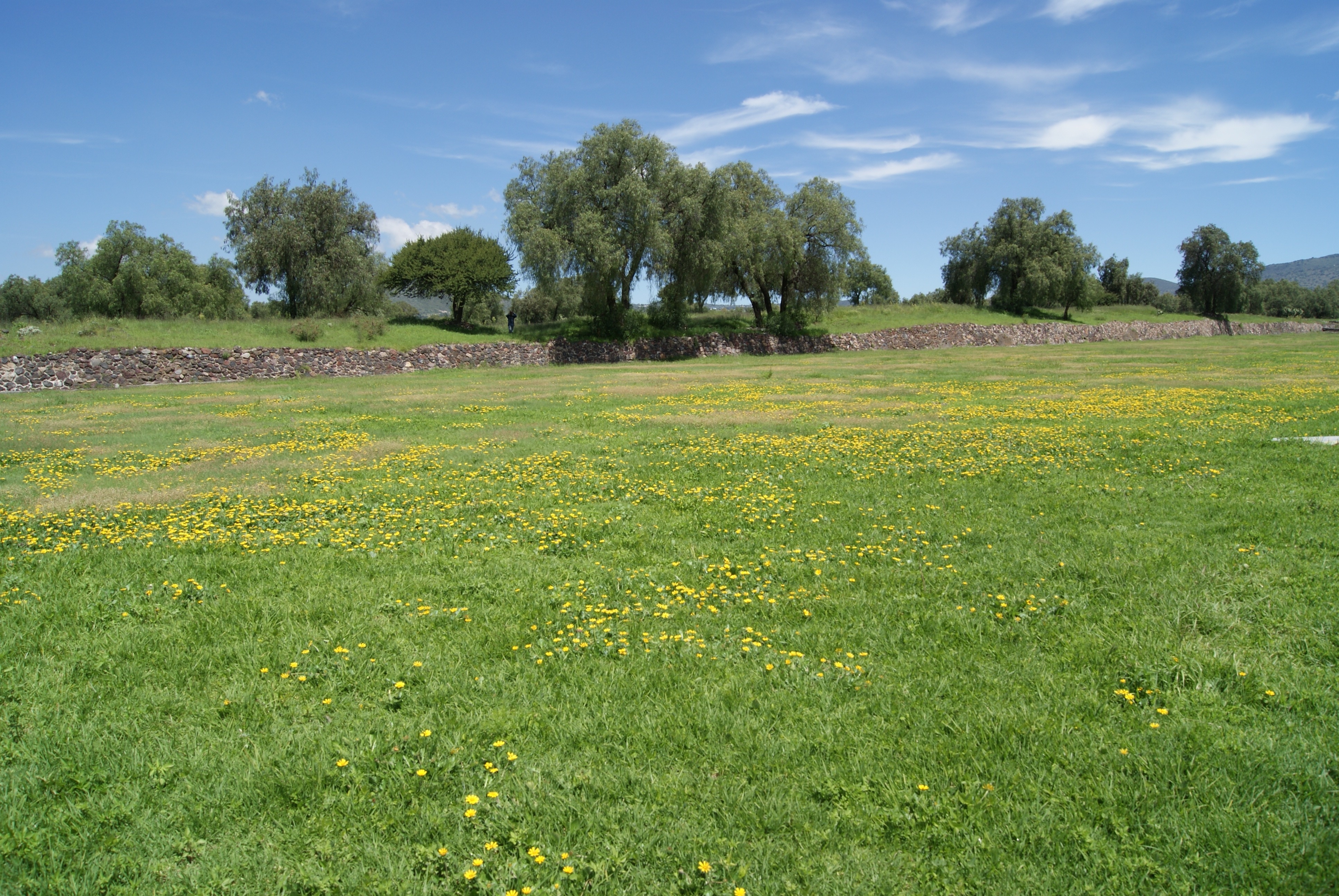 green grass field with yellow petaled flowers