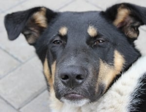 black-tan-and-white short coat dog thumbnail