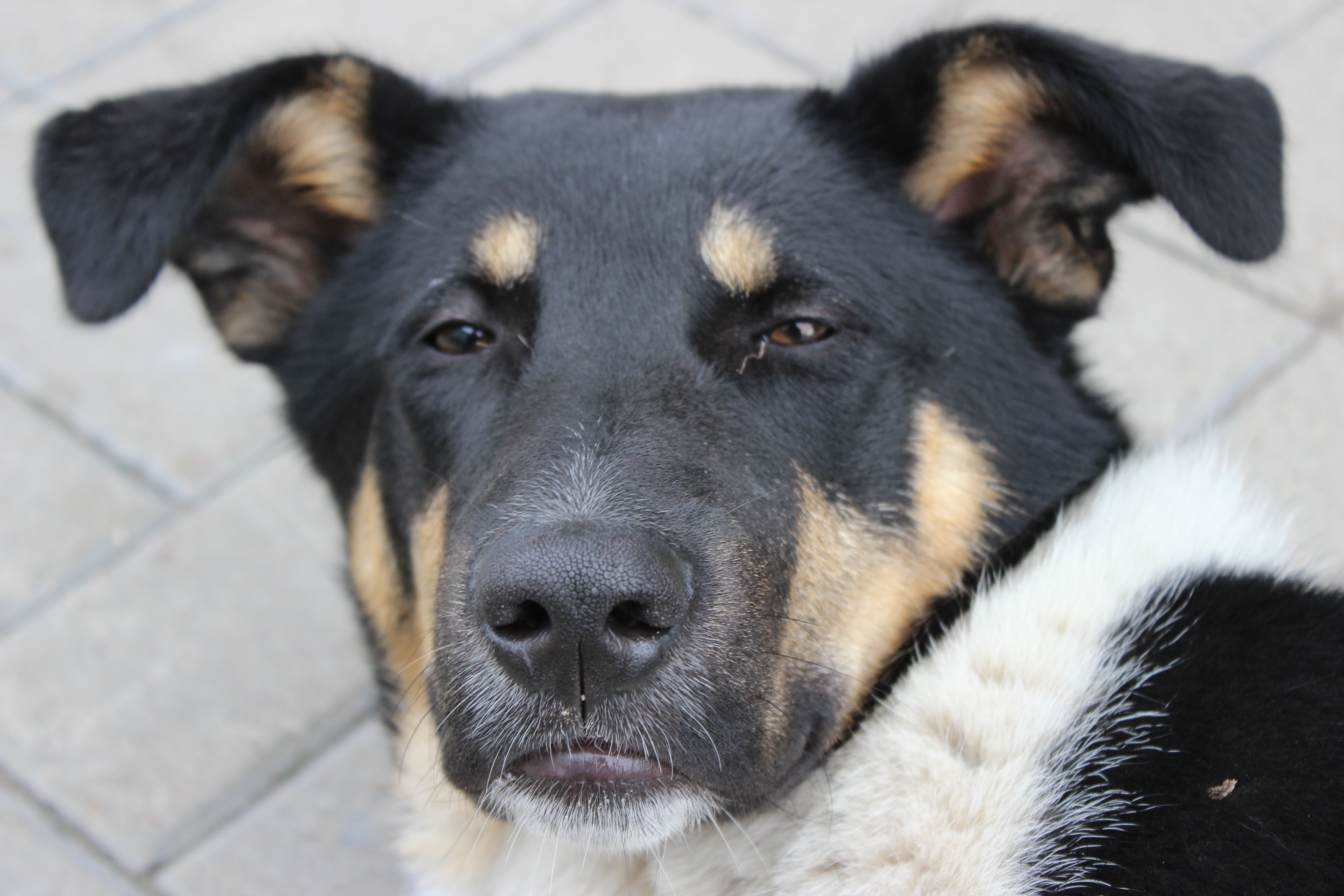 black-tan-and-white short coat dog