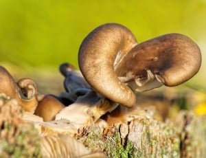 close up photo of mushrooms thumbnail