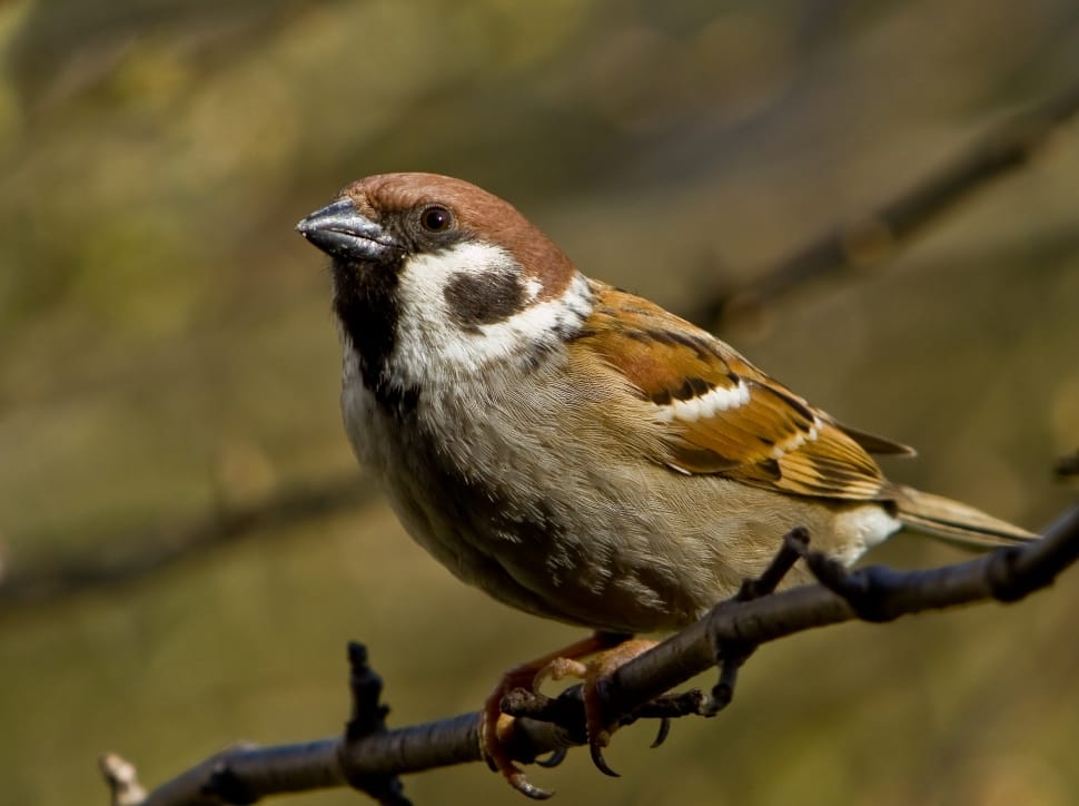 brown and white sparrow preview