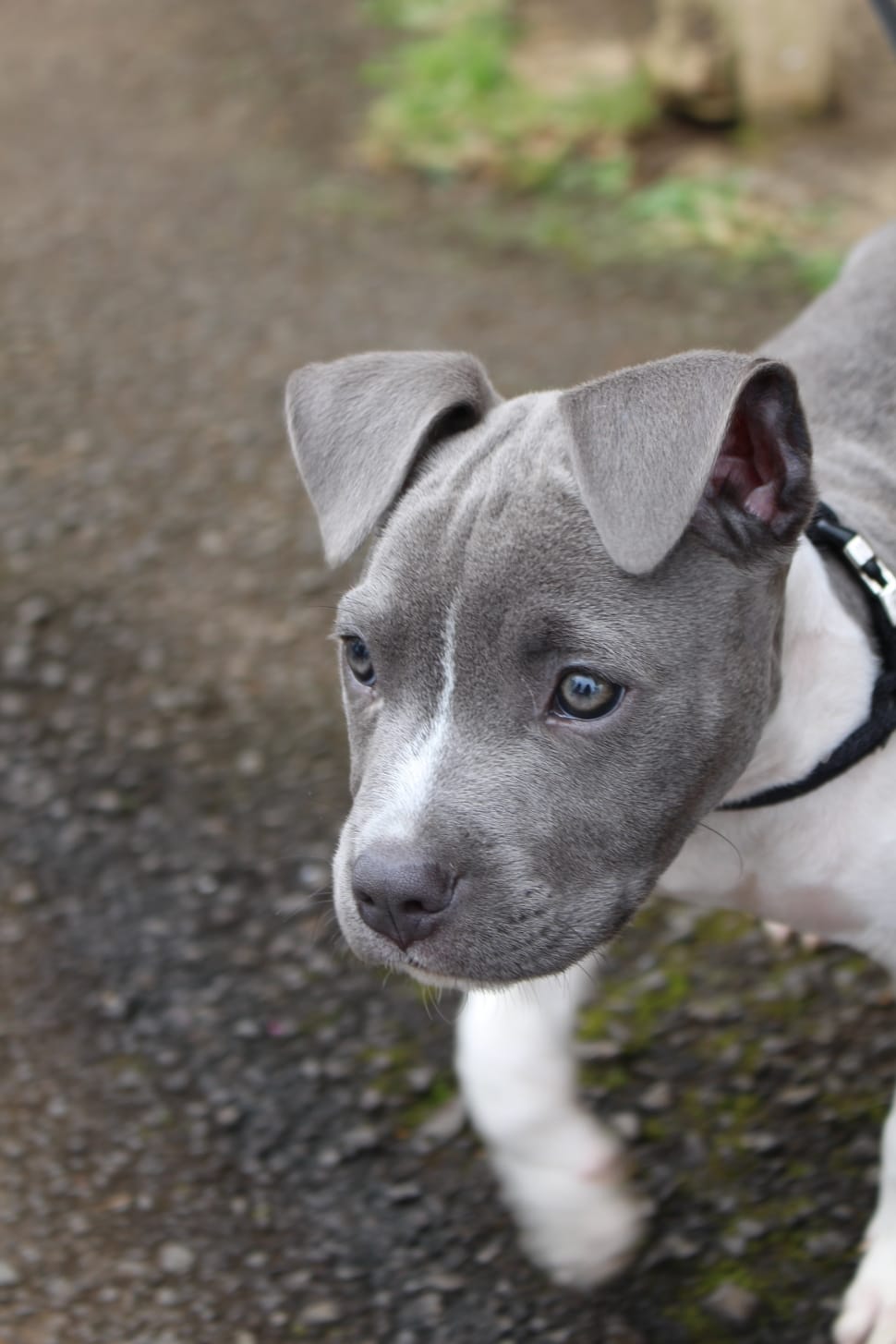 black and white american pit bull terrier puppy preview