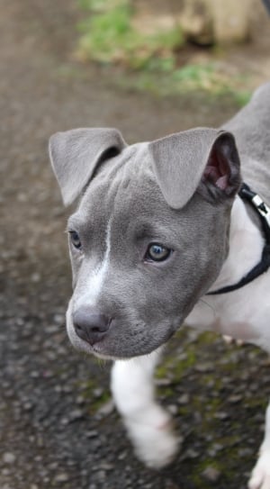black and white american pit bull terrier puppy thumbnail