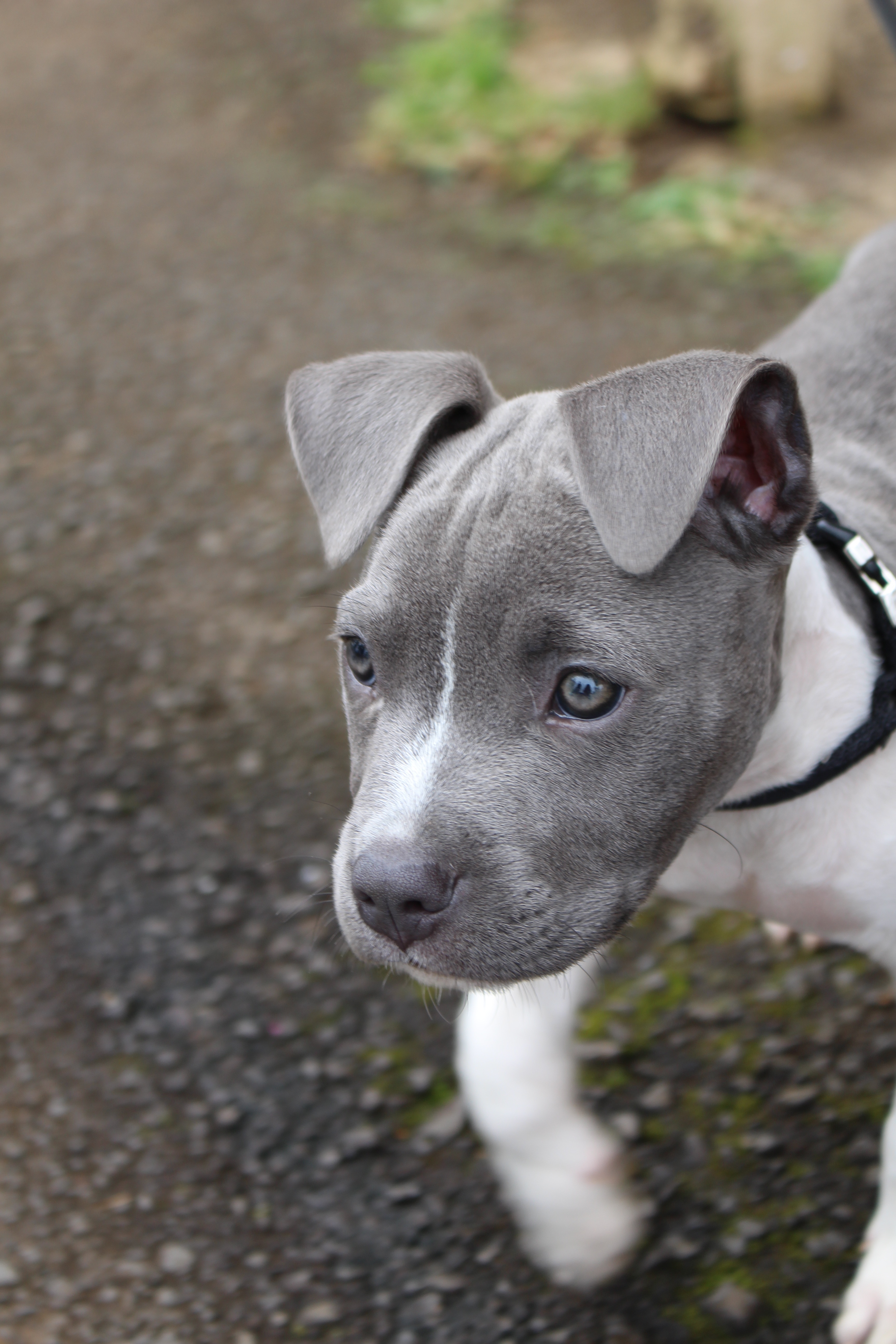 black and white american pit bull terrier puppy