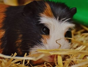 black, white and brown Guinea pig thumbnail