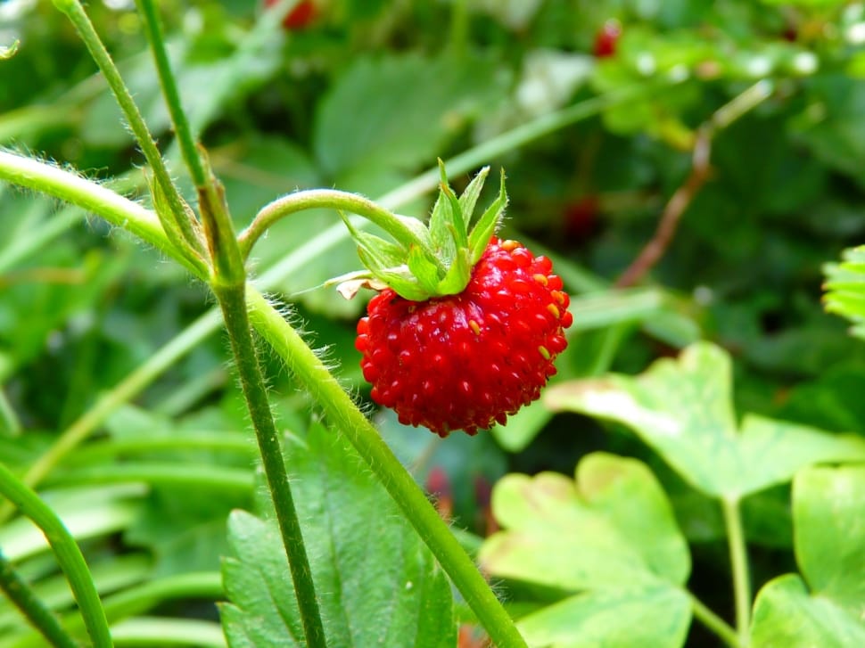 red berry fruit preview