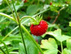 red berry fruit thumbnail