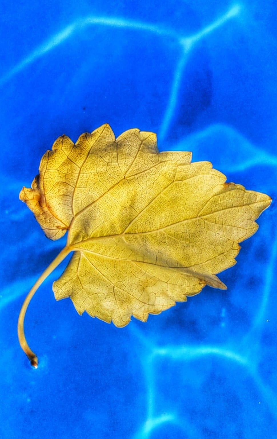 Blue, Yellow, Leaf, Water, leaf, autumn preview