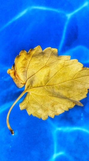 Blue, Yellow, Leaf, Water, leaf, autumn thumbnail
