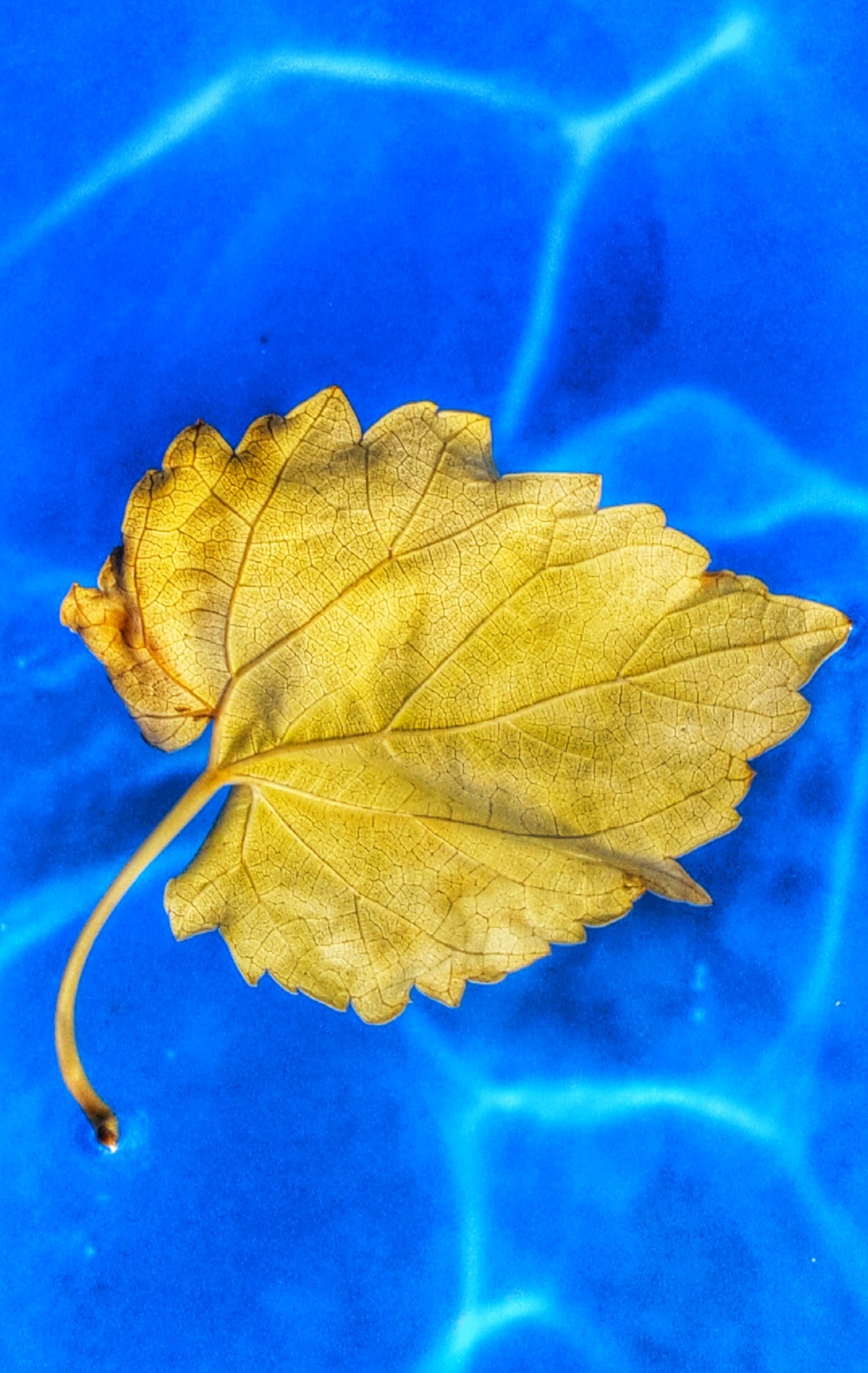 Blue, Yellow, Leaf, Water, leaf, autumn