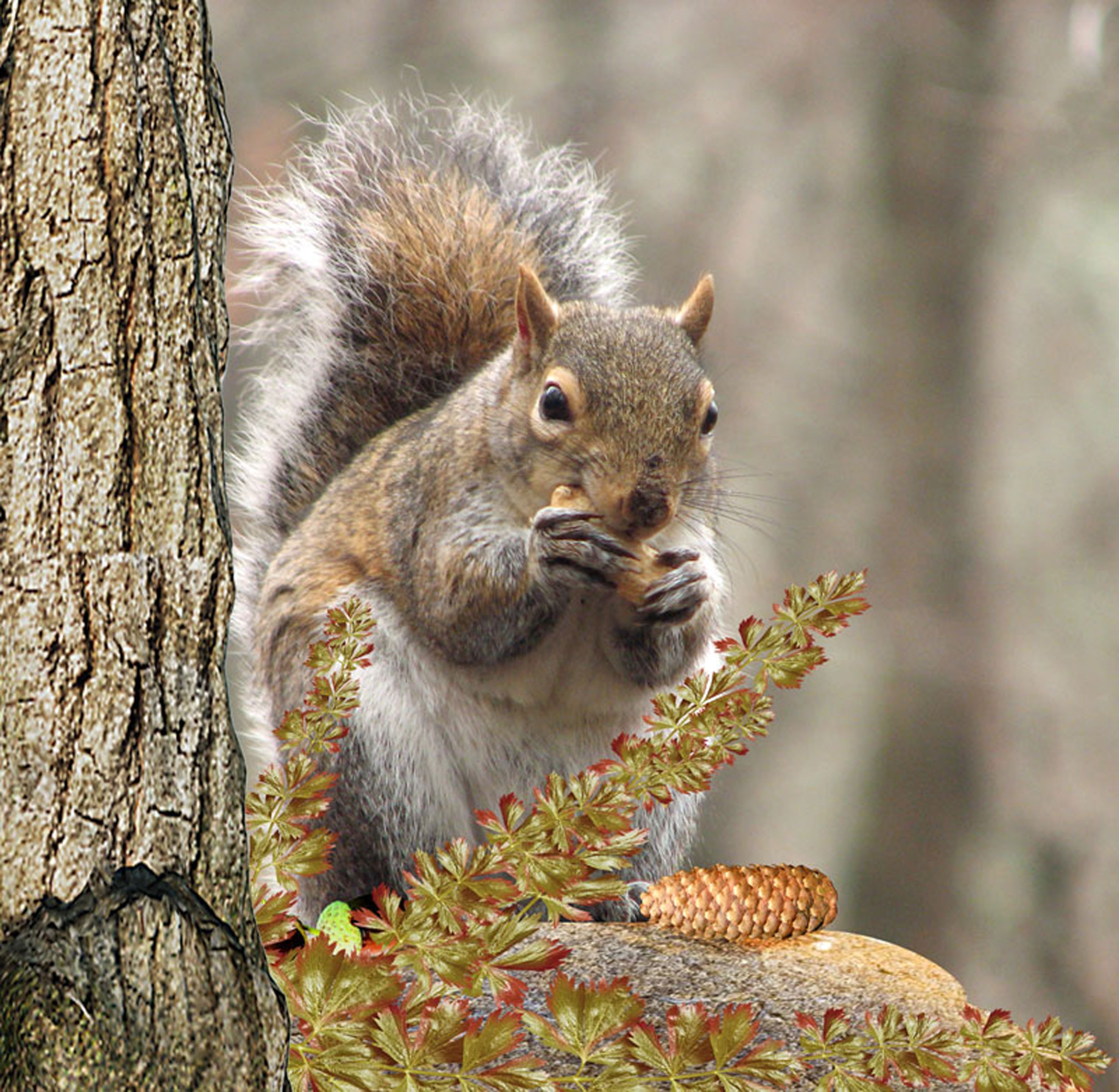brown and grey squirrel